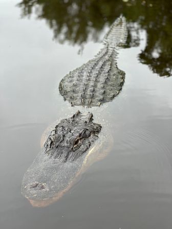 Close-up of an American alligator gliding through calm swamp water, eye-level view highlighting its textured head, eyes, and ridged back