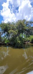 Live oak draped in Spanish moss hanging over a murky river in a sunny southern wetland, green foliage and puffy white clouds reflected on the water.