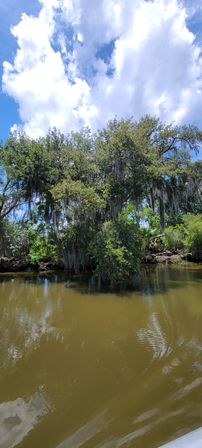 Live oak draped in Spanish moss hanging over a murky river in a sunny southern wetland, green foliage and puffy white clouds reflected on the water.