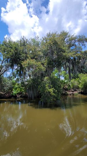 Live oak draped in Spanish moss hanging over a murky river in a sunny southern wetland, green foliage and puffy white clouds reflected on the water.