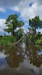 Marsh bayou with tall cypress trees draped in Spanish moss and a leaning dead tree over calm brown water reflecting trees and fluffy clouds