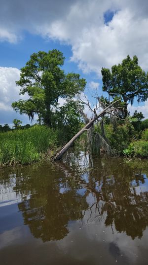 Marsh bayou with tall cypress trees draped in Spanish moss and a leaning dead tree over calm brown water reflecting trees and fluffy clouds