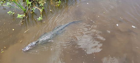 Top-down view of an alligator gliding through murky marsh water, scaly back and tail visible near aquatic plants — swamp wildlife close-up.