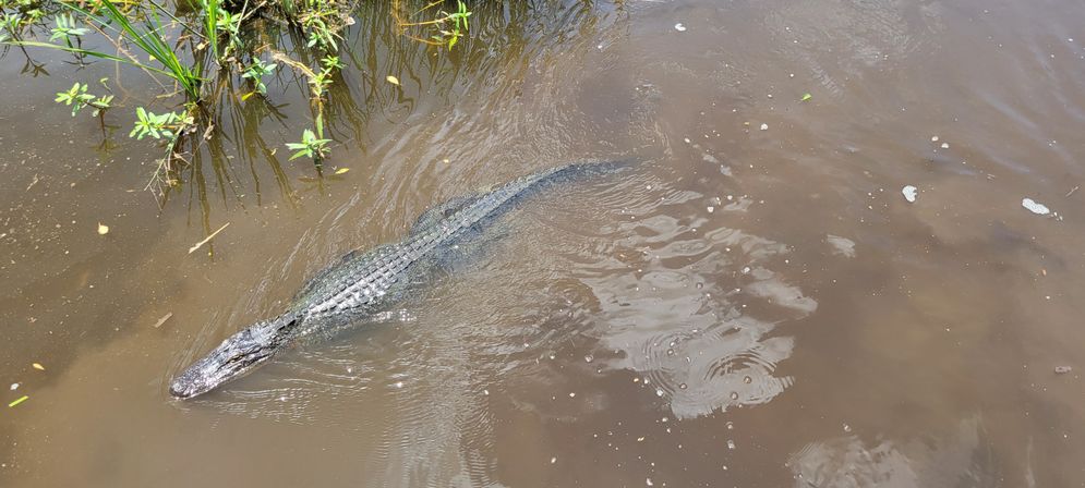 Top-down view of an alligator gliding through murky marsh water, scaly back and tail visible near aquatic plants — swamp wildlife close-up.