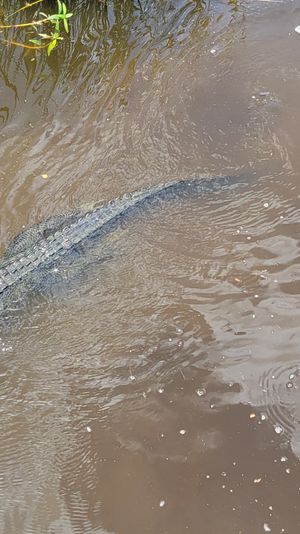Top-down view of an alligator gliding through murky marsh water, scaly back and tail visible near aquatic plants — swamp wildlife close-up.