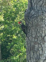Striking red-crested pileated woodpecker clinging to a large tree trunk amid sunlit green foliage.