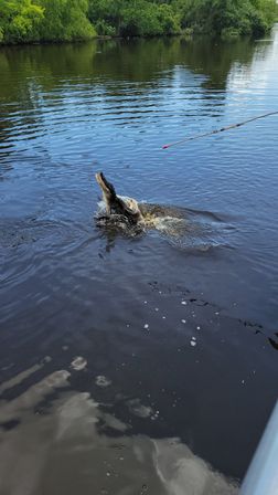 Alligator lunging from dark freshwater river toward a fishing rod tip, splashing water with ripples and green riverside vegetation in the background.
