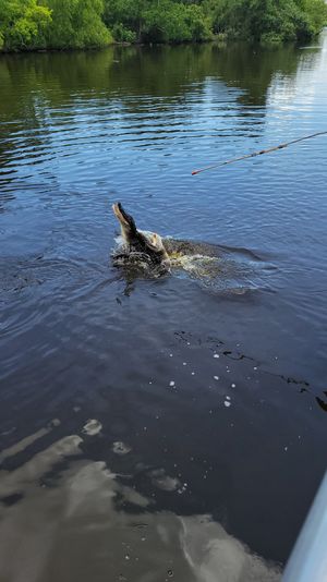 Alligator lunging from dark freshwater river toward a fishing rod tip, splashing water with ripples and green riverside vegetation in the background.