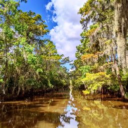 Small Boat, Big Fun: Private Airboat Experience with Gators & Bayou Views image 6