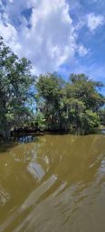 Sunlit southern bayou with Spanish moss-draped trees reflecting in muddy brown water under a bright blue sky and fluffy clouds
