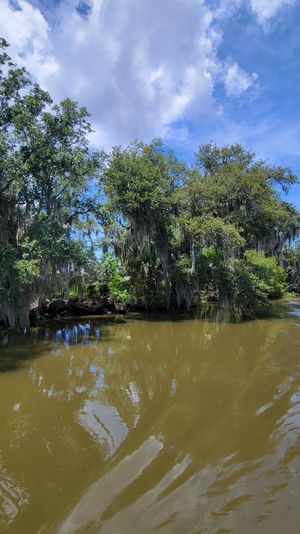 Sunlit southern bayou with Spanish moss-draped trees reflecting in muddy brown water under a bright blue sky and fluffy clouds