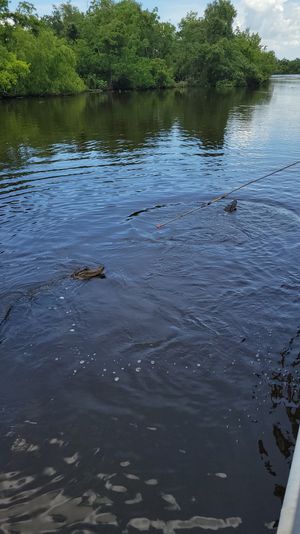 Two alligators surfacing in a calm freshwater river by a tree-lined wetland, with a fishing rod tip dipping into the water.
