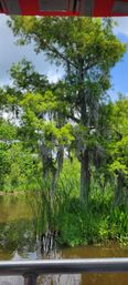 Tall cypress tree draped with Spanish moss over a sunlit marshy wetland, tall reeds at the water's edge and a boat railing in the foreground.