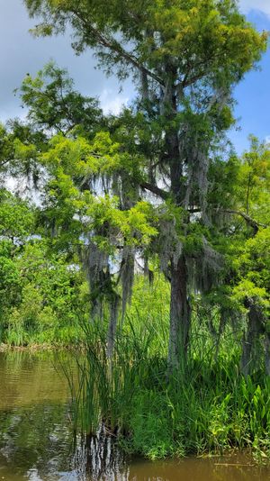 Tall cypress tree draped with Spanish moss over a sunlit marshy wetland, tall reeds at the water's edge and a boat railing in the foreground.