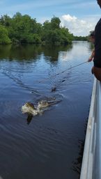 Alligator lunging from a dark river toward bait on a long pole held from a boat, with tree-lined swamp shoreline and blue sky in the background.