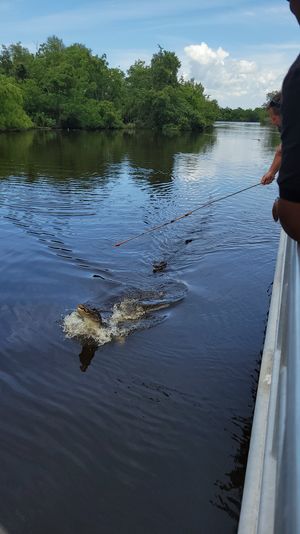 Alligator lunging from a dark river toward bait on a long pole held from a boat, with tree-lined swamp shoreline and blue sky in the background.
