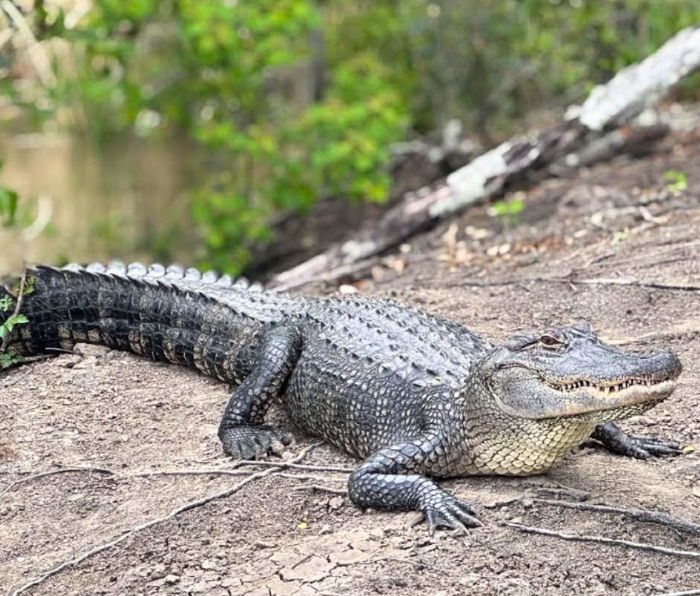 American alligator resting on a muddy riverbank beside swampy wetlands, textured scales and open-toothed mouth visible against green foliage.