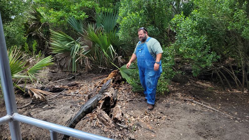 Man in blue overalls standing beside an alligator resting on a fallen log in a lush palmetto-lined swamp, metal railing in the foreground