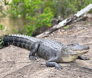 Close-up of an American alligator lying on a muddy riverbank in a sunlit wetland with green foliage