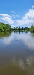 Calm southern wetland river under a bright blue sky, green cypress trees along the banks and an alligator's head breaking the water with ripples