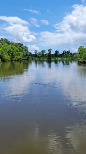 Calm southern wetland river under a bright blue sky, green cypress trees along the banks and an alligator's head breaking the water with ripples