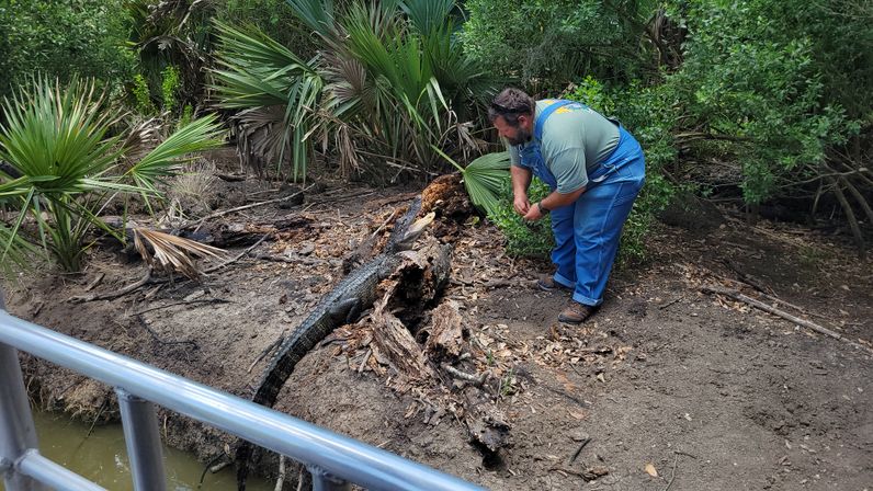 Man in blue overalls crouching near an alligator on a decaying log in a palm‑lined muddy swamp, viewed from a metal boardwalk railing