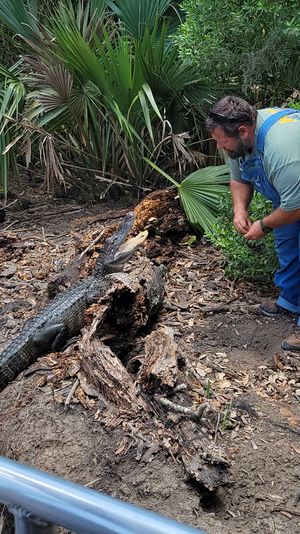 Man in blue overalls crouching near an alligator on a decaying log in a palm‑lined muddy swamp, viewed from a metal boardwalk railing