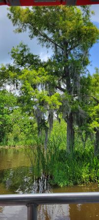 Towering cypress draped in Spanish moss over a marshy southern wetland, reeds at the water’s edge and a boat railing visible in the foreground.