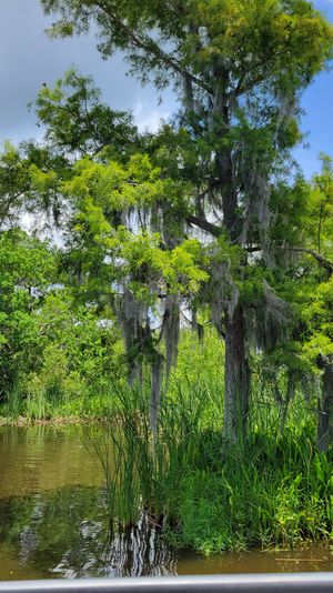Towering cypress draped in Spanish moss over a marshy southern wetland, reeds at the water’s edge and a boat railing visible in the foreground.