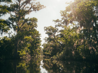 Sunlit cypress swamp with Spanish moss-draped trees reflected in calm water, lush southeastern U.S. bayou wetland.