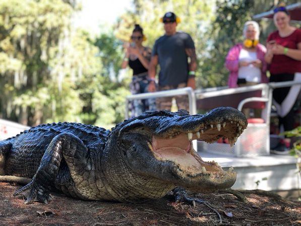 Close-up of a sunlit American alligator with its mouth open on a muddy riverbank, blurred tourists and a tour boat in the background during a Florida swamp wildlife tour.