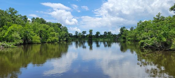 Serene tree-lined river and wetlands with lush green foliage mirrored in calm brown water under a bright blue sky with fluffy white clouds