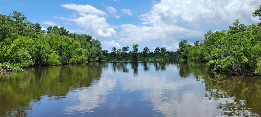 Serene tree-lined river and wetlands with lush green foliage mirrored in calm brown water under a bright blue sky with fluffy white clouds