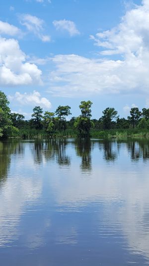 Serene tree-lined river and wetlands with lush green foliage mirrored in calm brown water under a bright blue sky with fluffy white clouds