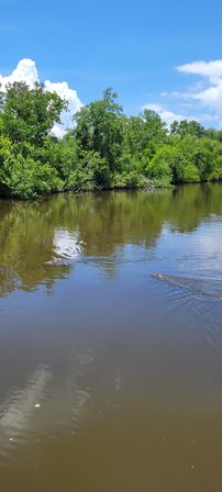 Sunny southern bayou scene: green tree‑lined river under a blue sky with two alligators partially submerged and rippling reflections on the water