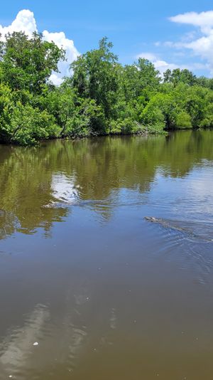 Sunny southern bayou scene: green tree‑lined river under a blue sky with two alligators partially submerged and rippling reflections on the water