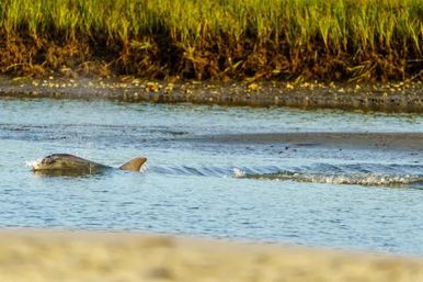 Playful pair of bottlenose dolphins surfacing and swimming through a shallow tidal inlet beside a grassy salt marsh and sandy shoreline.