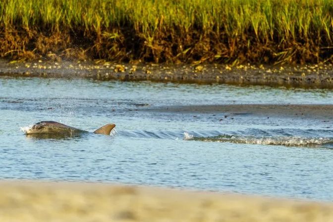 Playful pair of bottlenose dolphins surfacing and swimming through a shallow tidal inlet beside a grassy salt marsh and sandy shoreline.