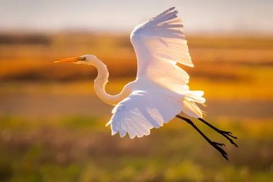 Great egret gliding over a marsh at golden sunset, white wings spread with long neck and legs extended