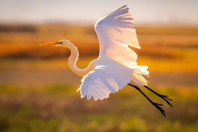 Great egret gliding over a marsh at golden sunset, white wings spread with long neck and legs extended