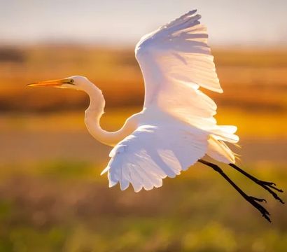 Great egret gliding over a marsh at golden sunset, white wings spread with long neck and legs extended