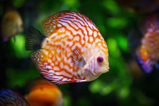 Close-up of a vibrant orange-and-white discus fish with wavy markings and a pink eye swimming in a planted tropical freshwater aquarium