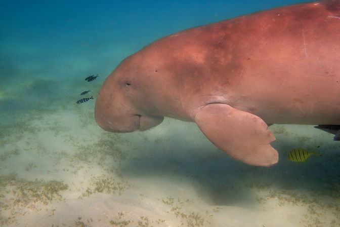 Gentle dugong gliding over shallow sandy seagrass in clear turquoise tropical water, accompanied by small striped reef fish.