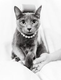 Black-and-white close-up portrait of a gray cat wearing a pearl collar, sitting on a white blanket indoors while hands gently hold its tail.