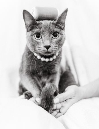 Black-and-white close-up portrait of a gray cat wearing a pearl collar, sitting on a white blanket indoors while hands gently hold its tail.