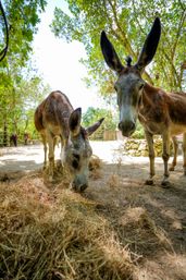 Two curious donkeys with big ears nibbling dry hay in a sunlit rural paddock surrounded by leafy trees