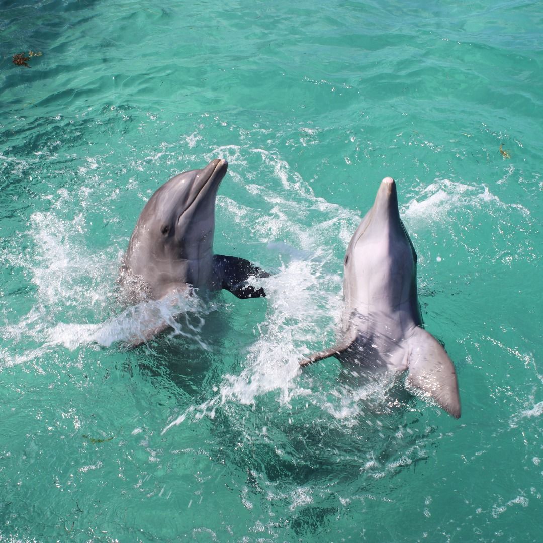 Two bottlenose dolphins surfacing and splashing playfully in clear turquoise tropical ocean water