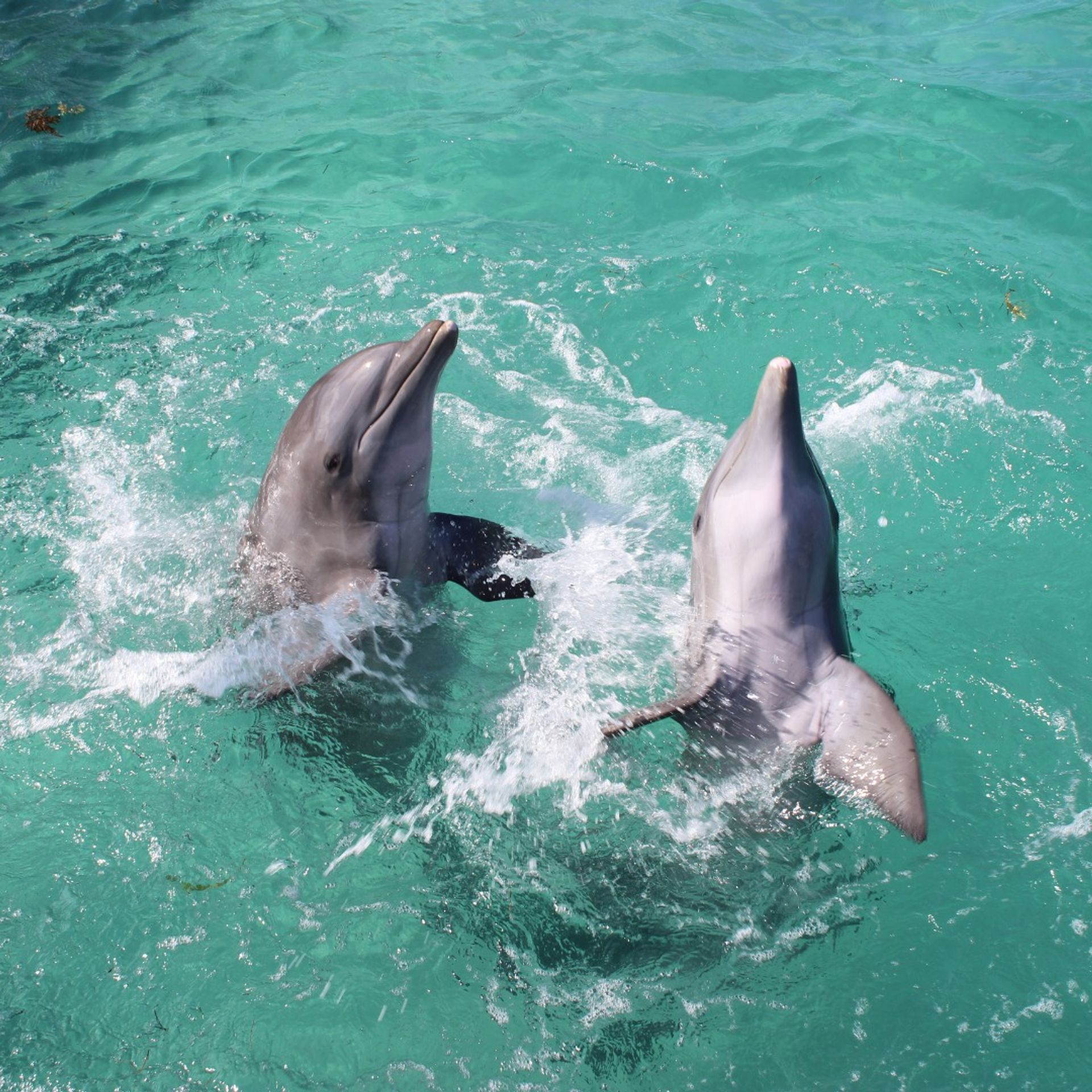 Two bottlenose dolphins surfacing and splashing playfully in clear turquoise tropical ocean water