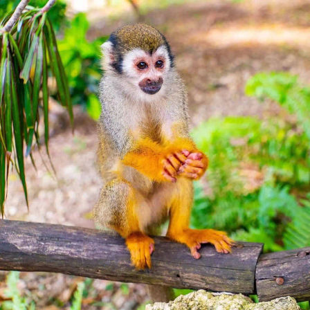 Curious squirrel monkey with bright orange hands and feet perched on a wooden rail in a lush tropical forest setting, close-up wildlife portrait.