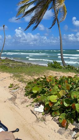 Sunny tropical beach with leaning palm trees, sea-grape shrubs on a sandy shore and turquoise ocean waves under a bright blue sky.